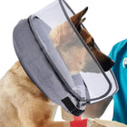 inflatable dog collar after neuter